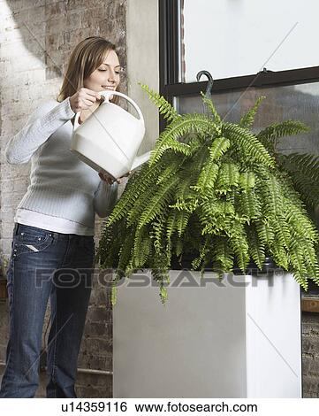 Stock Photograph - Mid-Adult Woman Watering Houseplant. Fotosearch
