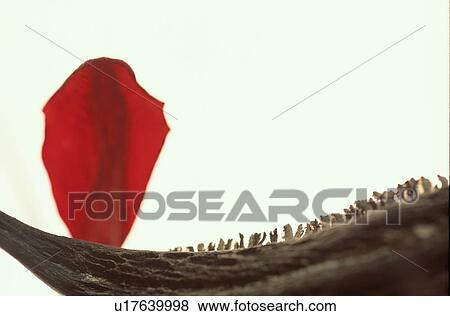 Petal Near Dry Stem View Large Photo Image Stock Photo - Petal Near Dry Stem. Fotosearch
