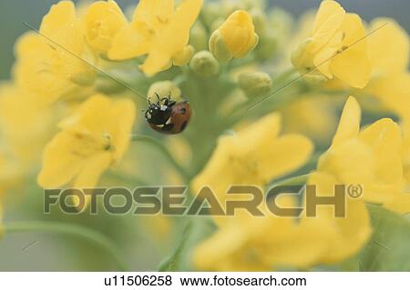 Rape Blossoms And A Ladybug View Large Photo Image Stock Photo - Rape Blossoms And A Ladybug. Fotosearch