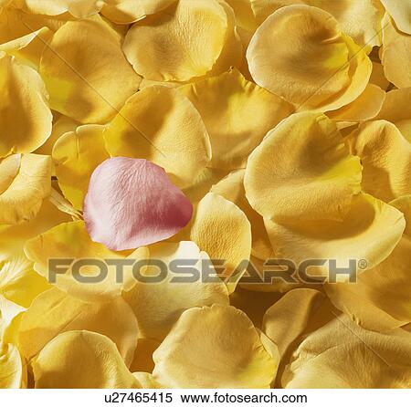 Red and Yellow Rose Petals View Large Photo Image Stock Photography - Red and Yellow Rose Petals. Fotosearch