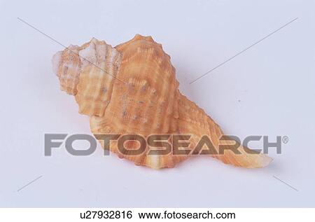 Seashell With Swirls View Large Photo Image Stock Photograph - Seashell With Swirls. Fotosearch