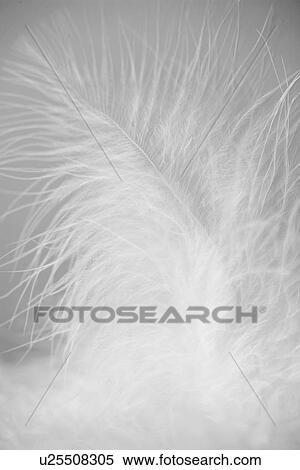 Stock Photography - Single white feather (close-up). Fotosearch