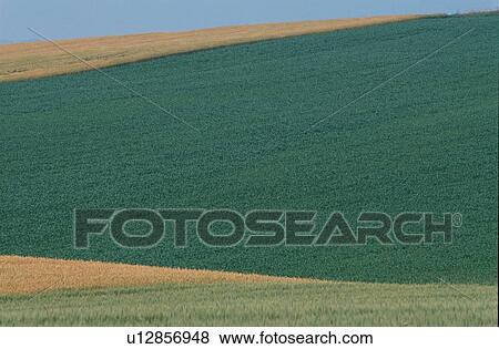 Stock Photo - Sloping Crop Fields. Fotosearch