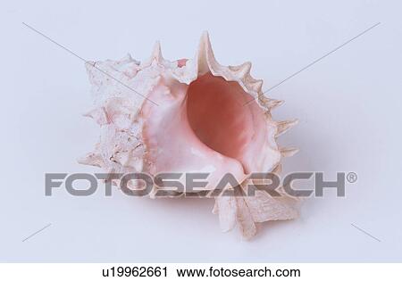 Spiked Murex Shell View Large Photo Image Stock Image - Spiked Murex Shell. Fotosearch