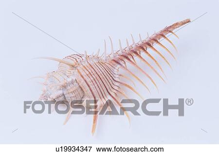 Spiked Murex Shell View Large Photo Image Stock Photo - Spiked Murex Shell. Fotosearch