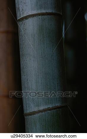 Stem Of Bamboo View Large Photo Image Picture - Stem Of Bamboo. Fotosearch