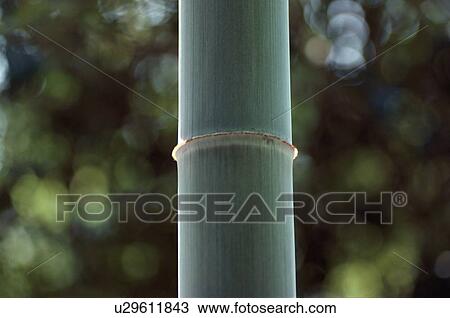 Stem Of Bamboo Plant View Large Photo Image Stock Image - Stem Of Bamboo Plant. Fotosearch