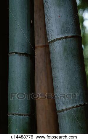 Stems Of Bamboo Plants View Large Photo Image Stock Photograph - Stems Of Bamboo Plants. Fotosearch