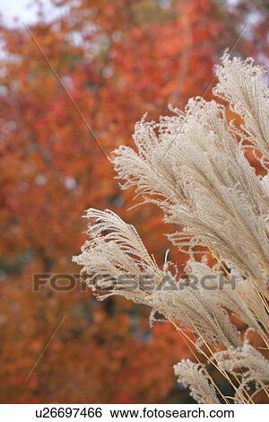 The Autumn Leaves And Japanese Pampas Grass In The Setting Sun View Large Photo Image Stock Photograph - The Autumn Leaves And Japanese Pampas Grass In The Setting Sun. Fotosearch
