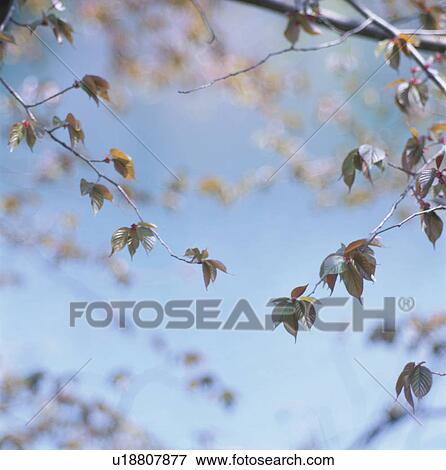 Stock Photo - The Leaf On Thebranch. Fotosearch