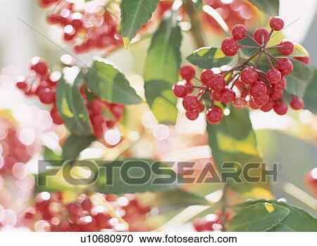 The Red Fruit View Large Photo Image Stock Image - The Red Fruit. Fotosearch