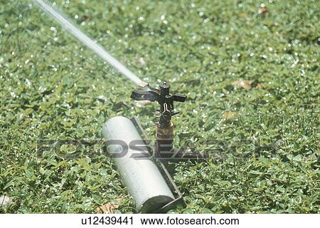The Sprinkler In A Lawn View Large Photo Image Stock Image - The Sprinkler In A Lawn. Fotosearch