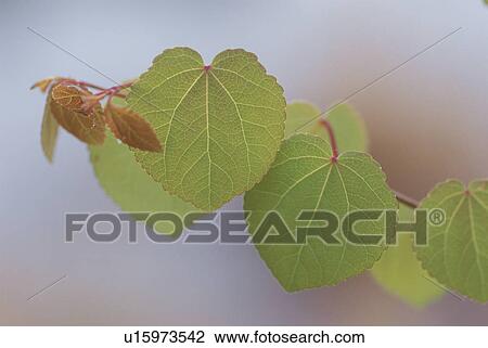 Stock Image - Tree. Fotosearch