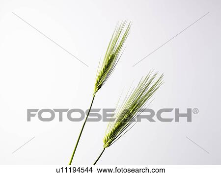 Two Wheat View Large Photo Image Picture - Two Wheat. Fotosearch