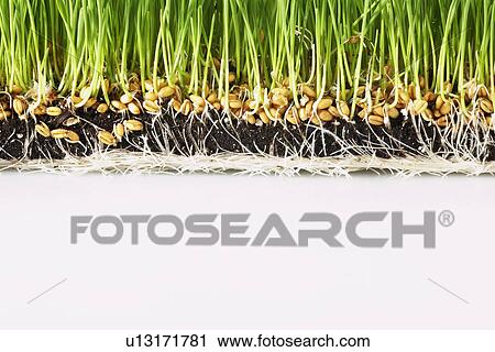Stock Image - Wheatgrass roots (close-up). Fotosearch