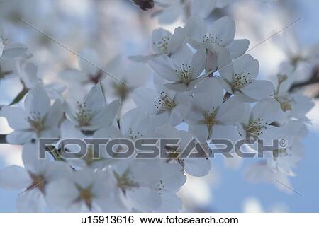 White Cherry Blossom View Large Photo Image Stock Photograph - White Cherry Blossom. Fotosearch