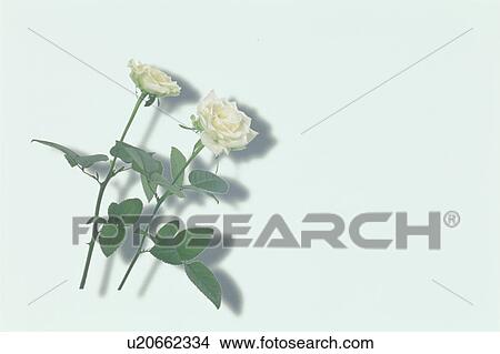 White Rose View Large Photo Image Picture - White Rose. Fotosearch