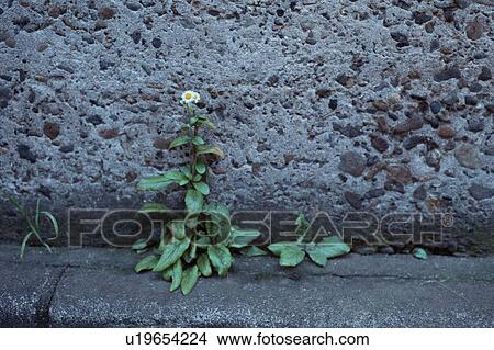 Wildflower On Asphalt View Large Photo Image Picture - Wildflower On Asphalt. Fotosearch