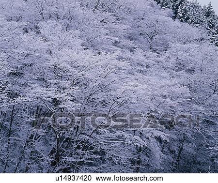 Winter Trees View Large Photo Image Stock Image - Winter Trees. Fotosearch