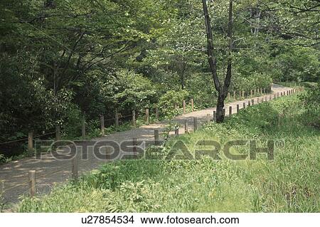 Woodland Path View Large Photo Image Picture - Woodland Path. Fotosearch