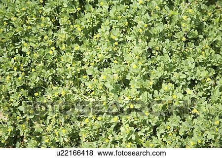 Yellow Floret View Large Photo Image Stock Photo - Yellow Floret. Fotosearch