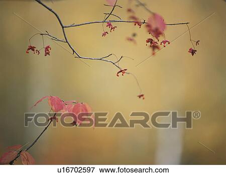 Yellow Leaves View Large Photo Image Stock Photo - Yellow Leaves. Fotosearch