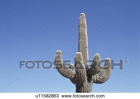 Stock Image - A Cactus And The Sky. Fotosearch