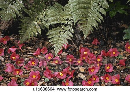 Picture - A Fern And Camellia. Fotosearch