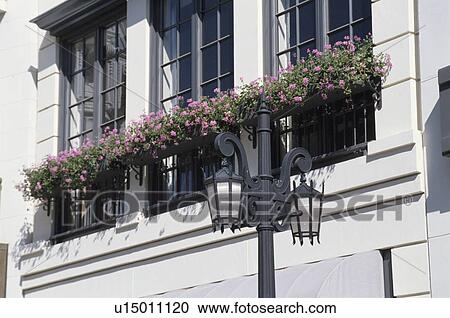 Stock Image - A Flower By The Window. Fotosearch