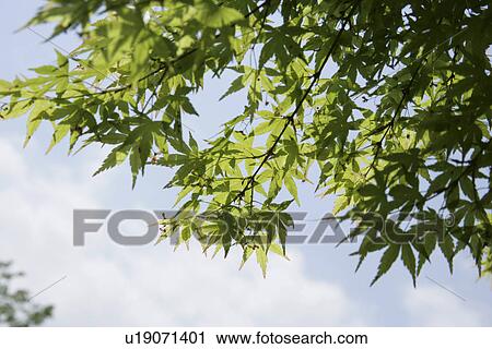 A Fresh Green Maple View Large Photo Image Stock Image - A Fresh Green Maple. Fotosearch