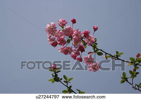 A Pink Flower And A Pink Blue Sky View Large Photo Image Stock Photo - A Pink Flower And A Pink Blue Sky. Fotosearch