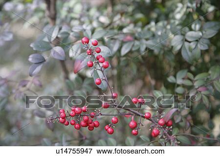 A Red Fruit View Large Photo Image Stock Photo - A Red Fruit. Fotosearch