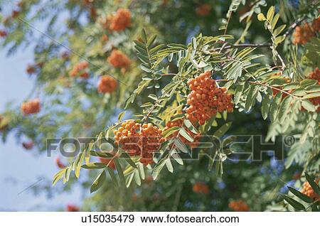 Stock Photo - A Red Fruit. Fotosearch