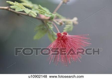 Albizia Julibrissin View Large Photo Image Stock Photo - Albizia Julibrissin. Fotosearch