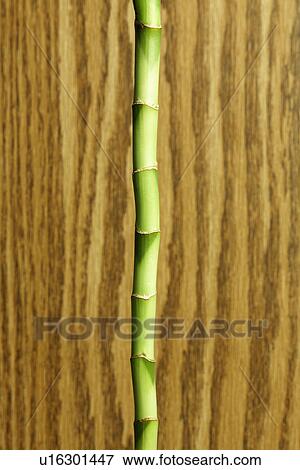 Bamboo stem (close-up) View Large Photo Image Stock Photo - Bamboo stem (close-up). Fotosearch