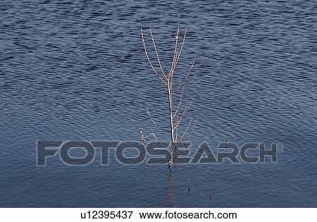Stock Photo - Bare Tree Seedling In Water. Fotosearch