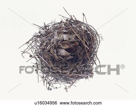 Stock Photograph - Bird'S Nest. Fotosearch