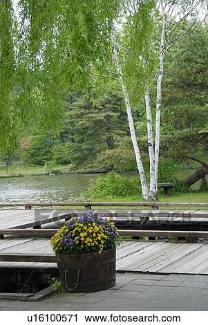 Stock Image - Boardwalk Along A Brook, And White Birch. Fotosearch
