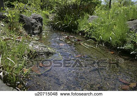 Stock Photo - Brook. Fotosearch