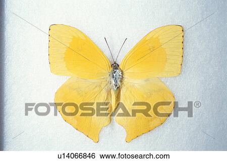 Butterfly View Large Photo Image Stock Photograph - Butterfly. Fotosearch