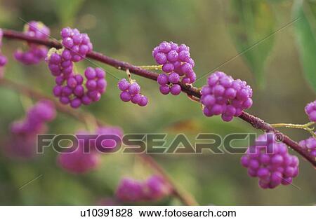Stock Photo - Callicarpa Japonica. Fotosearch