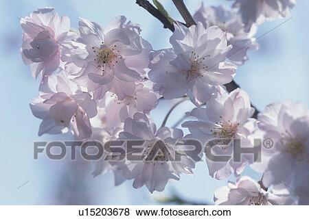 Stock Photo - Cherry Blossom. Fotosearch