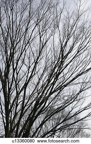 Dead Tree View Large Photo Image Stock Image - Dead Tree. Fotosearch