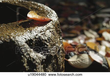 Fallen Leaves And A Water Basin View Large Photo Image Stock Image - Fallen Leaves And A Water Basin. Fotosearch