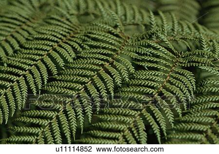 Stock Image - Fern Leaves. Fotosearch