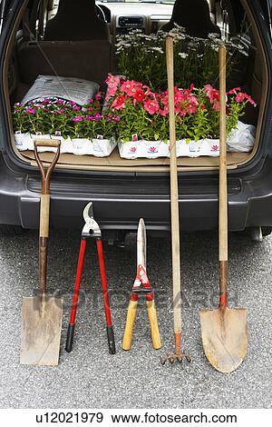 Stock Photo - Flowers and gardening equipment in car trunk. Fotosearch