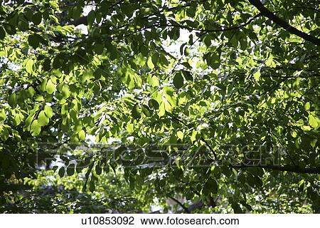 Stock Image - Fresh Green. Fotosearch