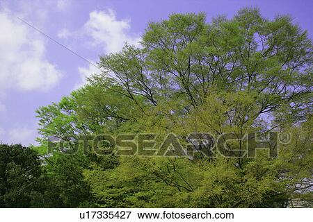 Stock Photo - Fresh Green. Fotosearch