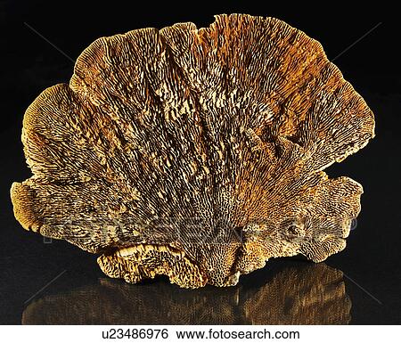 Stock Photograph - Fungus. Fotosearch