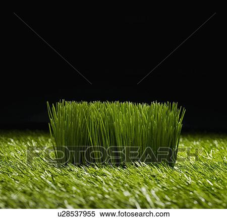 Grass View Large Photo Image Stock Photography - Grass. Fotosearch